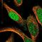 GTPase, IMAP Family Member 4 antibody, NBP1-83777, Novus Biologicals, Immunofluorescence image 