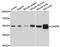 Caspase 8 antibody, LS-C746940, Lifespan Biosciences, Western Blot image 