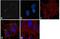 Cyclin Dependent Kinase 5 antibody, LF-MA0116, Invitrogen Antibodies, Immunofluorescence image 
