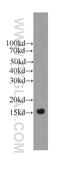 Transthyretin antibody, 66108-1-Ig, Proteintech Group, Western Blot image 