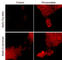 Signal Transducer And Activator Of Transcription 5A antibody, SM2511, ECM Biosciences, Immunocytochemistry image 