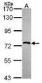 Protein Arginine Methyltransferase 5 antibody, PA5-30383, Invitrogen Antibodies, Western Blot image 