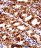 Paired Box 7 antibody, abx028232, Abbexa, Immunohistochemistry paraffin image 