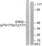 ERK-7 antibody, PA5-38486, Invitrogen Antibodies, Western Blot image 