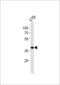 SIX Homeobox 3 antibody, LS-C161107, Lifespan Biosciences, Western Blot image 