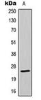 Mitochondrial Ribosomal Protein L13 antibody, orb224093, Biorbyt, Western Blot image 