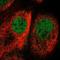Cofilin 2 antibody, NBP2-38544, Novus Biologicals, Immunocytochemistry image 