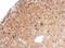 Syndecan Binding Protein antibody, NBP1-31136, Novus Biologicals, Immunohistochemistry paraffin image 