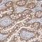 Lipopolysaccharide Binding Protein antibody, NBP1-88371, Novus Biologicals, Immunohistochemistry frozen image 