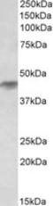 Histamine Receptor H2 antibody, LS-C139809, Lifespan Biosciences, Western Blot image 