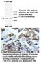 Cyclin Dependent Kinase Inhibitor 2B antibody, MBS416545, MyBioSource, Immunohistochemistry paraffin image 