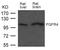 Fibroblast Growth Factor Receptor 4 antibody, GTX50782, GeneTex, Western Blot image 