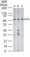 Interleukin 18 Receptor Accessory Protein antibody, NB100-56433, Novus Biologicals, Western Blot image 