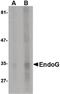 Endonuclease G antibody, MA5-15758, Invitrogen Antibodies, Western Blot image 