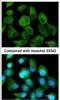 CLN2 antibody, NBP1-31758, Novus Biologicals, Immunocytochemistry image 