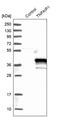 TNF Alpha Induced Protein 1 antibody, PA5-53202, Invitrogen Antibodies, Western Blot image 