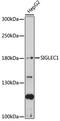 Sialic Acid Binding Ig Like Lectin 1 antibody, 16-976, ProSci, Western Blot image 