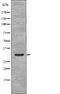 Nucleophosmin 1 antibody, PA5-64841, Invitrogen Antibodies, Western Blot image 