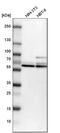 Cyclin Dependent Kinase 16 antibody, HPA001366, Atlas Antibodies, Western Blot image 