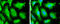 Heat shock 70 kDa protein 1A/1B antibody, GTX111088, GeneTex, Immunofluorescence image 