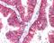 ABCC4 antibody, orb18919, Biorbyt, Immunohistochemistry paraffin image 