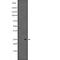 Mix Paired-Like Homeobox antibody, abx215957, Abbexa, Western Blot image 