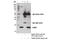 Proteasome Maturation Protein antibody, 15141S, Cell Signaling Technology, Immunoprecipitation image 
