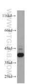 C-X-C Motif Chemokine Receptor 3 antibody, 60065-1-Ig, Proteintech Group, Western Blot image 