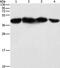 Phosphoglycerate Kinase 2 antibody, PA5-50343, Invitrogen Antibodies, Western Blot image 