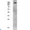 Protein Tyrosine Phosphatase Non-Receptor Type 13 antibody, LS-C813409, Lifespan Biosciences, Western Blot image 