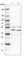 Kynurenine Aminotransferase 3 antibody, HPA026538, Atlas Antibodies, Western Blot image 