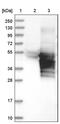 Rhox Homeobox Family Member 2 antibody, PA5-51892, Invitrogen Antibodies, Western Blot image 