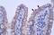 Zinc Finger Protein 358 antibody, PA5-41155, Invitrogen Antibodies, Immunohistochemistry frozen image 