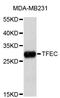 Transcription Factor EC antibody, STJ26704, St John