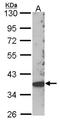 Src kinase-associated phosphoprotein 2 antibody, NBP1-31033, Novus Biologicals, Western Blot image 