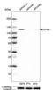 Lon protease homolog, mitochondrial antibody, HPA002192, Atlas Antibodies, Western Blot image 