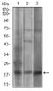 Caveolin 2 antibody, NBP2-52431, Novus Biologicals, Western Blot image 