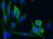 MIC5 antibody, GTX02026, GeneTex, Immunofluorescence image 