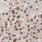 Lamin B1 antibody, MAB85251, Novus Biologicals, Immunohistochemistry paraffin image 