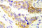 TSC Complex Subunit 2 antibody, LS-C200039, Lifespan Biosciences, Immunohistochemistry frozen image 