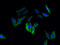 Thioredoxin Domain Containing 11 antibody, A61618-100, Epigentek, Immunofluorescence image 