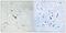 Amyloid-like protein 2 antibody, PA5-37476, Invitrogen Antibodies, Immunohistochemistry paraffin image 