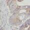 Chaperonin Containing TCP1 Subunit 5 antibody, FNab01400, FineTest, Immunohistochemistry frozen image 