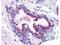 Programmed Cell Death 4 antibody, NB110-60014, Novus Biologicals, Immunohistochemistry paraffin image 