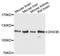 DEAH-Box Helicase 36 antibody, STJ23377, St John