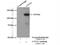 Contactin 1 antibody, 13843-1-AP, Proteintech Group, Immunoprecipitation image 