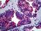 Rho Guanine Nucleotide Exchange Factor 19 antibody, LS-B5251, Lifespan Biosciences, Immunohistochemistry paraffin image 