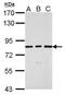 SLU7 Homolog, Splicing Factor antibody, GTX118180, GeneTex, Western Blot image 