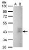 Wnt Family Member 8B antibody, GTX128109, GeneTex, Western Blot image 