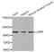 Leucine Rich Repeat Containing G Protein-Coupled Receptor 5 antibody, STJ110390, St John